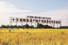 霸州关于成都商务伴游外围雇用的信息